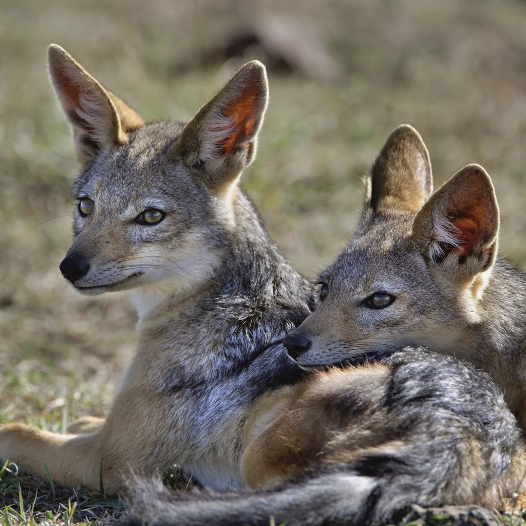 Шакалы / Кения / Африка