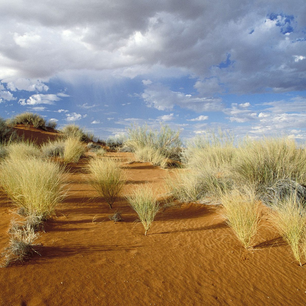 Kgalagadi Зарубежный Парк / Южная Африка