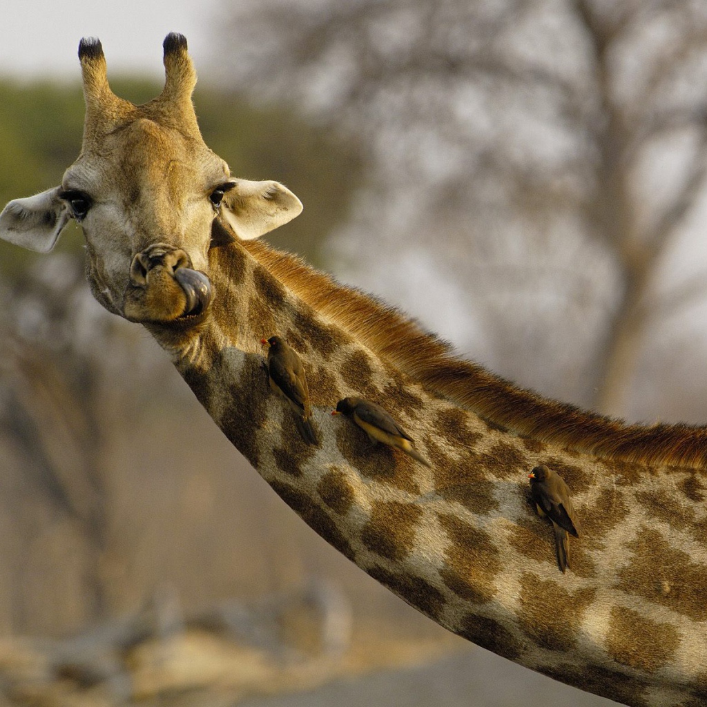 Любопытный Жираф / Африка