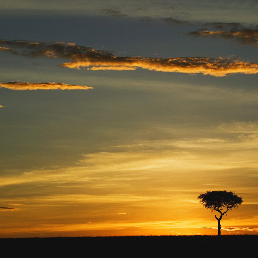 Единственное Дерево Акации в Восходе солнца / Masai Mara / Кения / Африка