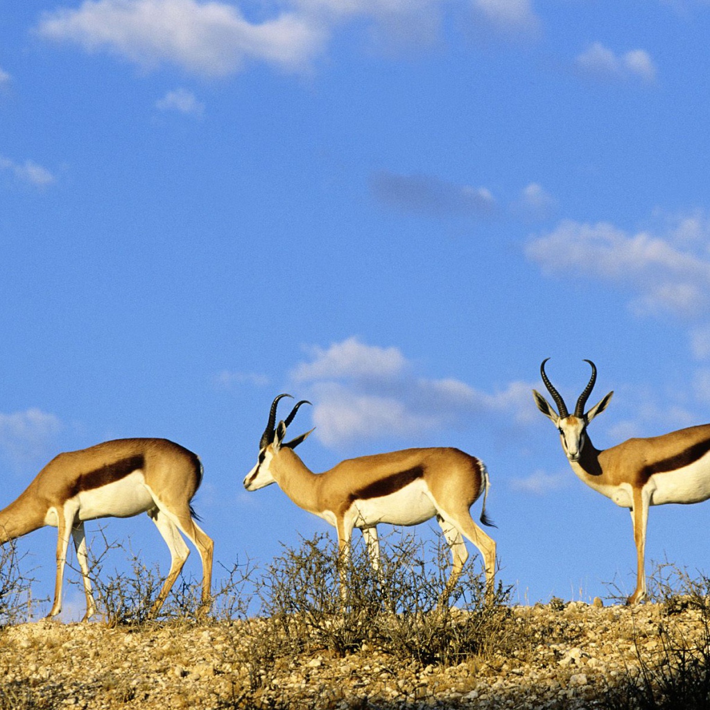 Шпрингбоки / Kgalagadi  Парк / Калахари / Африка