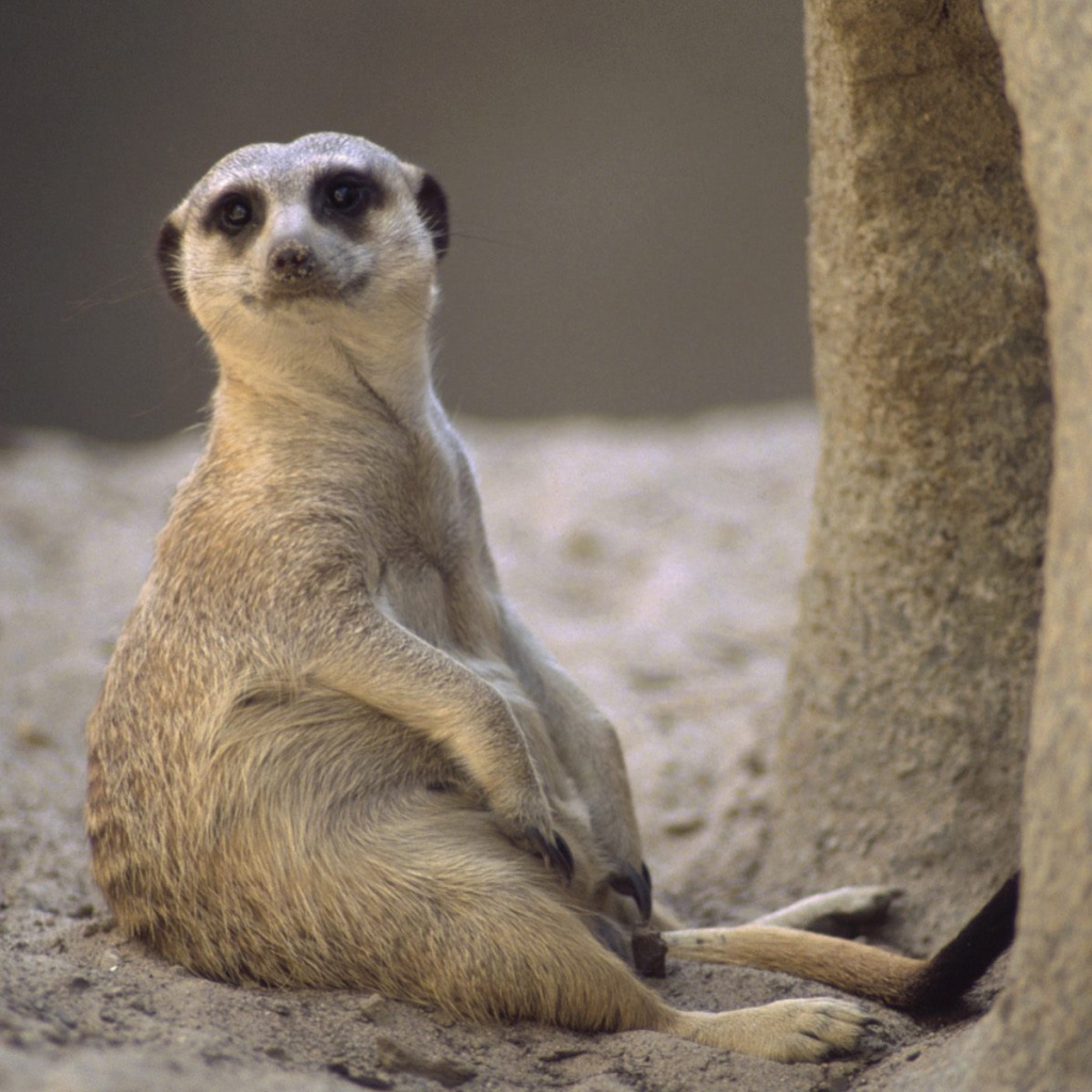 Отдых / Meerkat / Африка