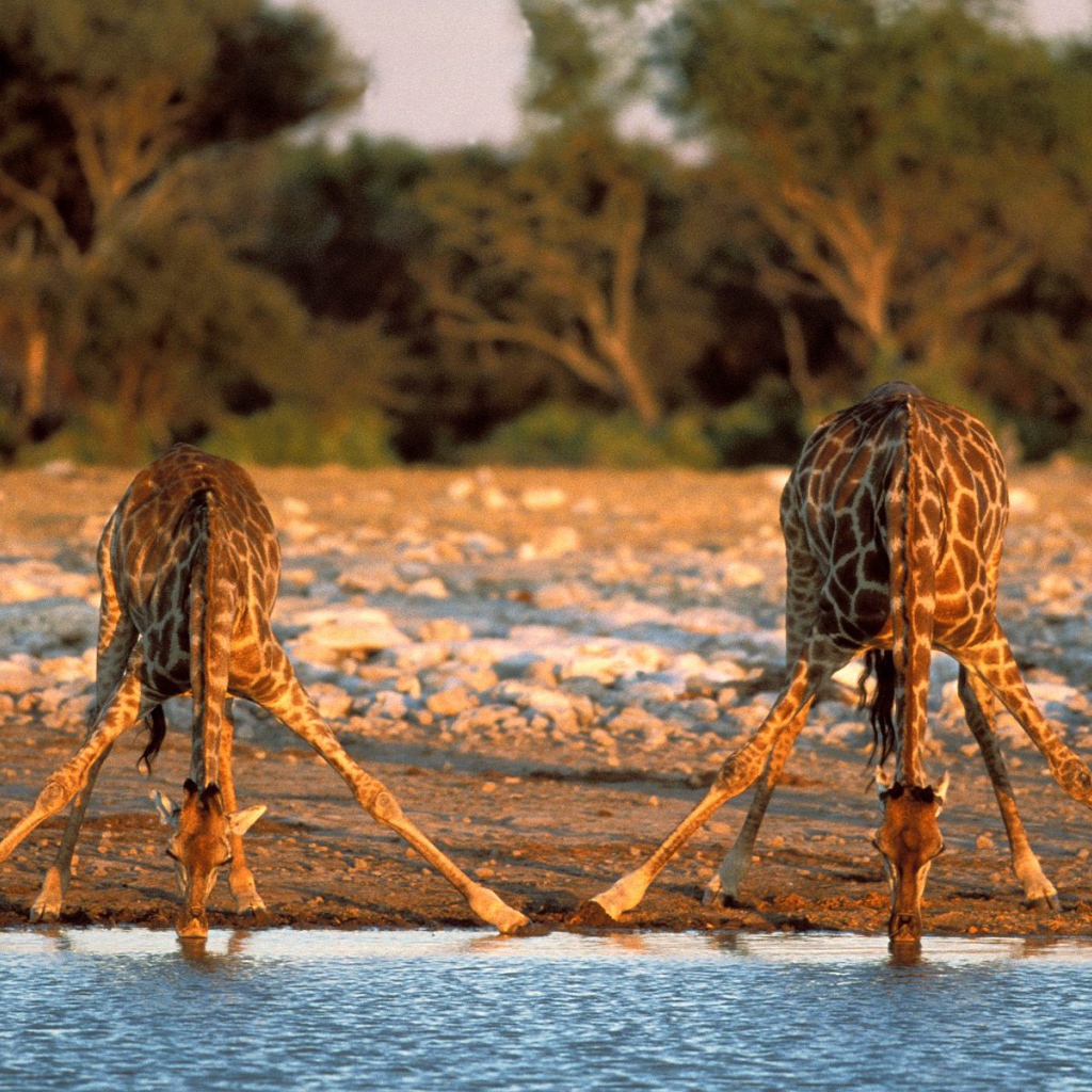 Измученные жаждой Жирафы / Etosha Национальный Парк / Намибия / Африка