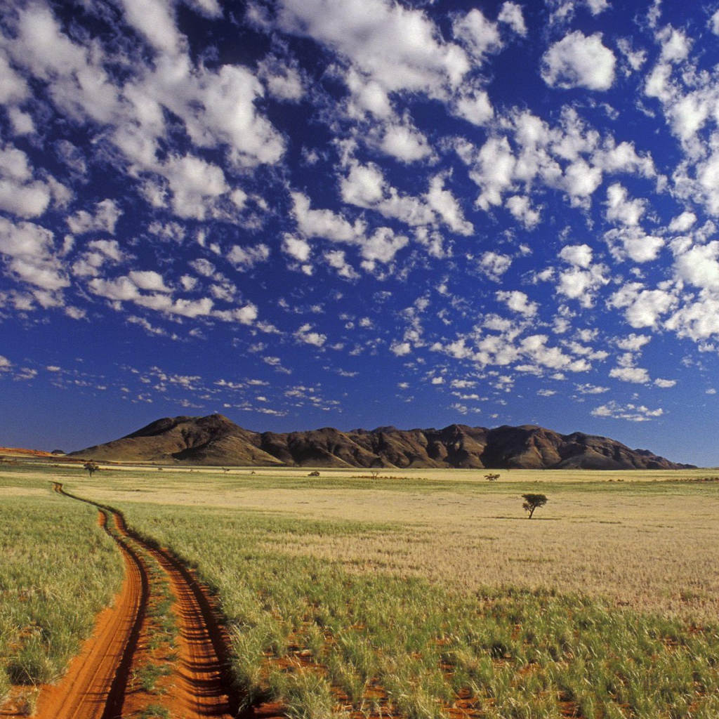 Ток токки / Пустыня Намиб / Намибия / Африка