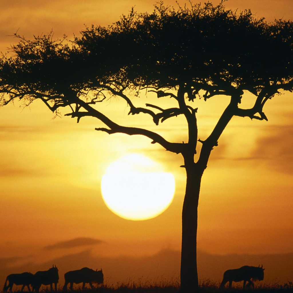 Синие Дикие животные в Восходе солнца / Масаи Мара / Кения / Африка