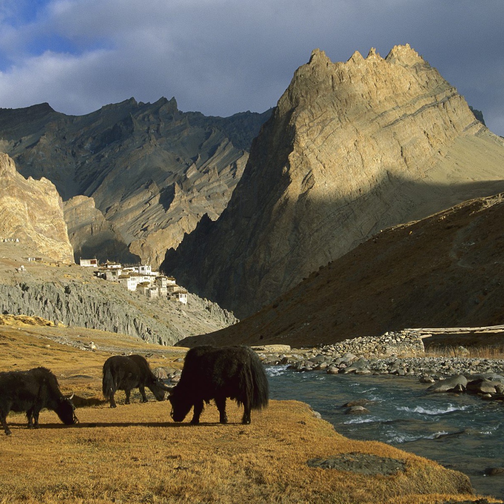  Яки / Рядом с Деревней Фотоскар / Ладакх / Индия
