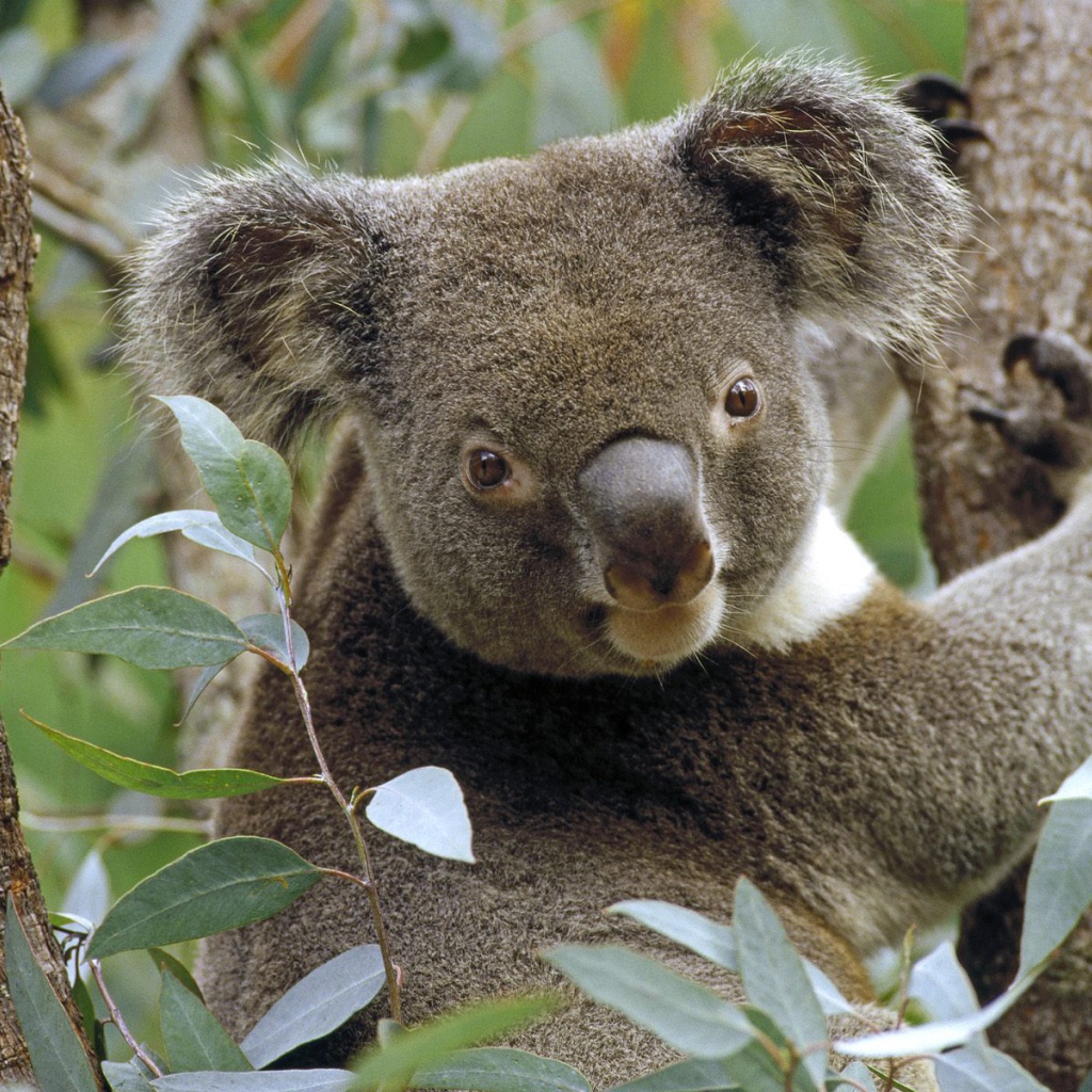 Koala in Eucalyptus Tree / Australia