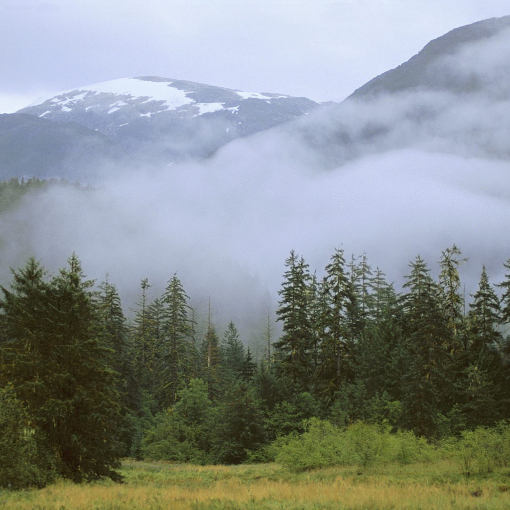 Дождливый лес