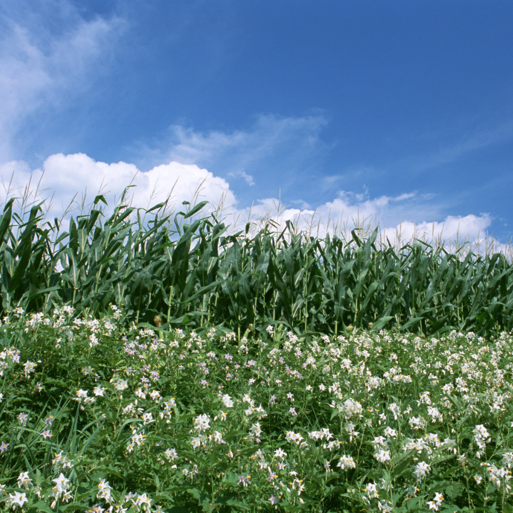 Граница кукурузы