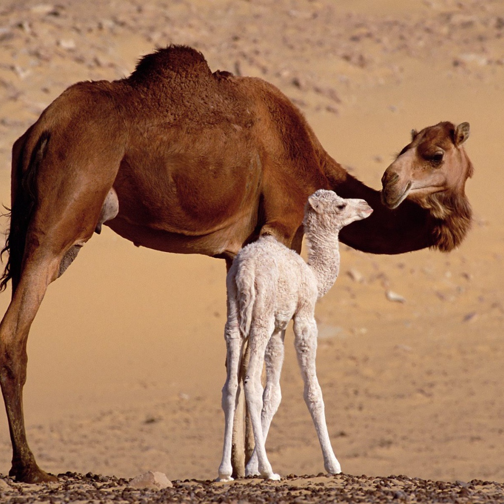 Верблюды, Сахара