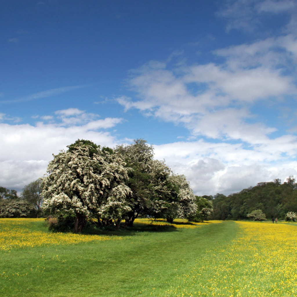 Прибрежная полоса Лютиков