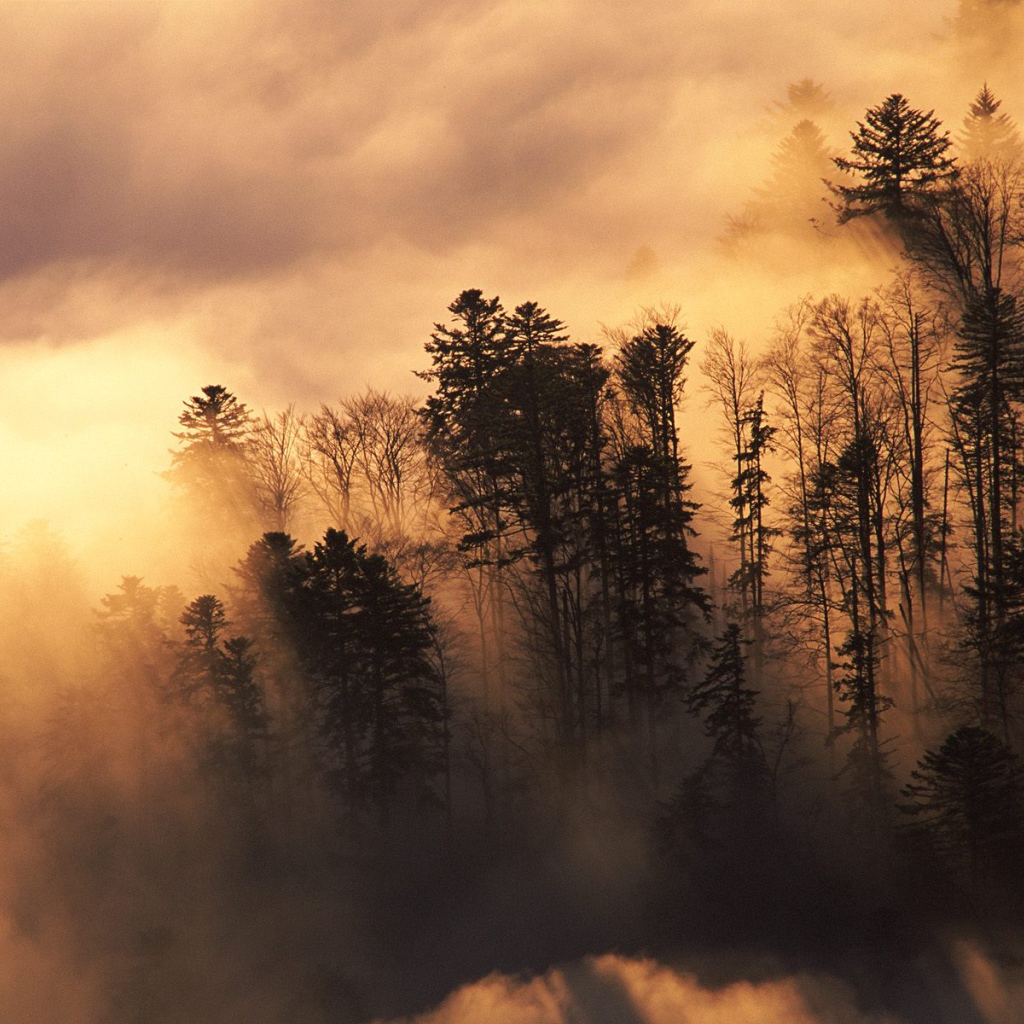 Лесистая местность в тумане
