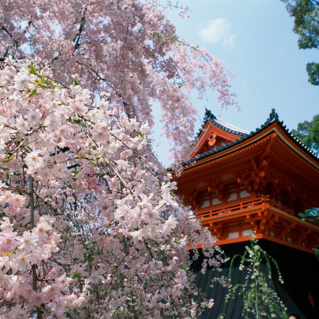 Вишневые расцветы, Храм Ninnaji, Киото, Япония