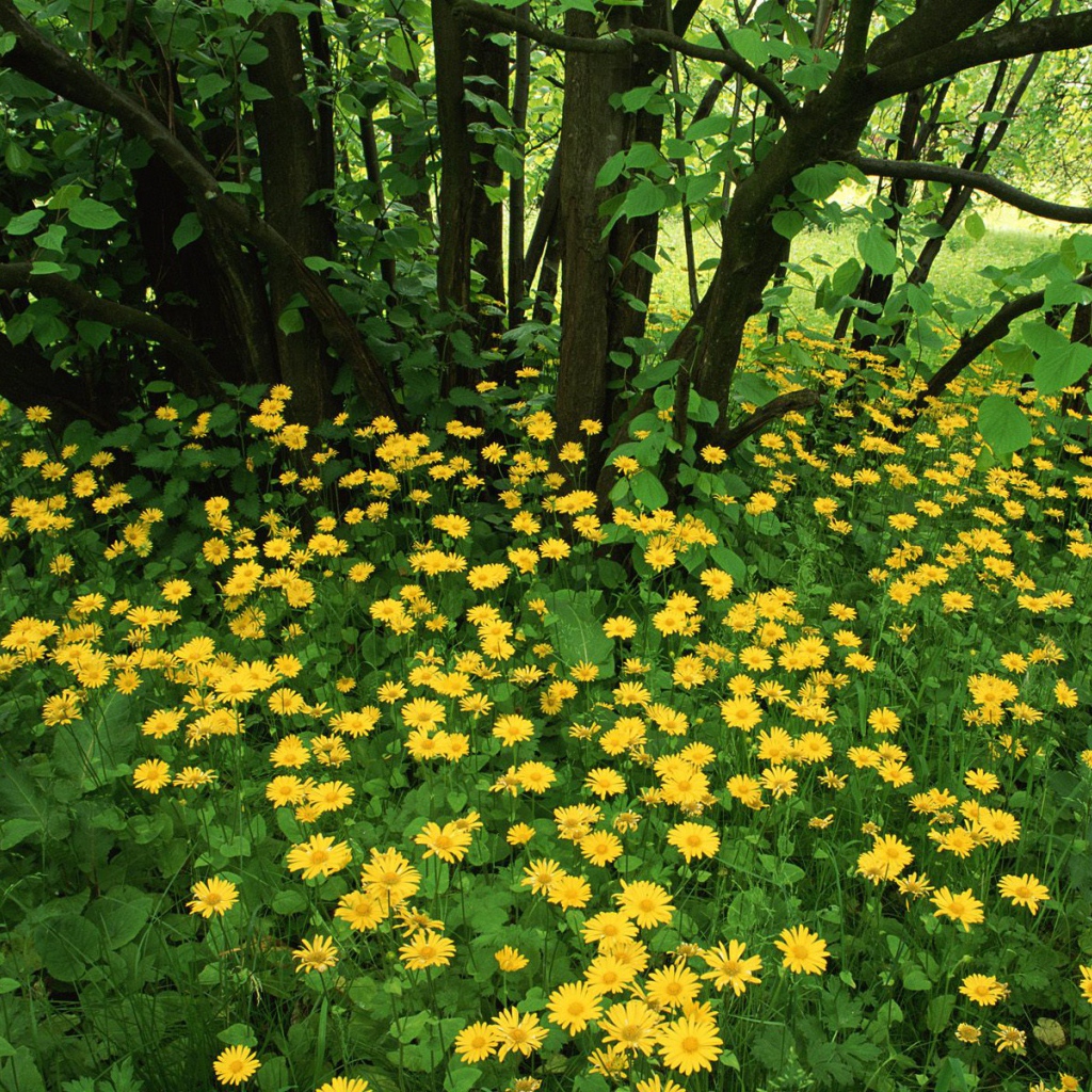 Leopardsbane цветы в Шотландии