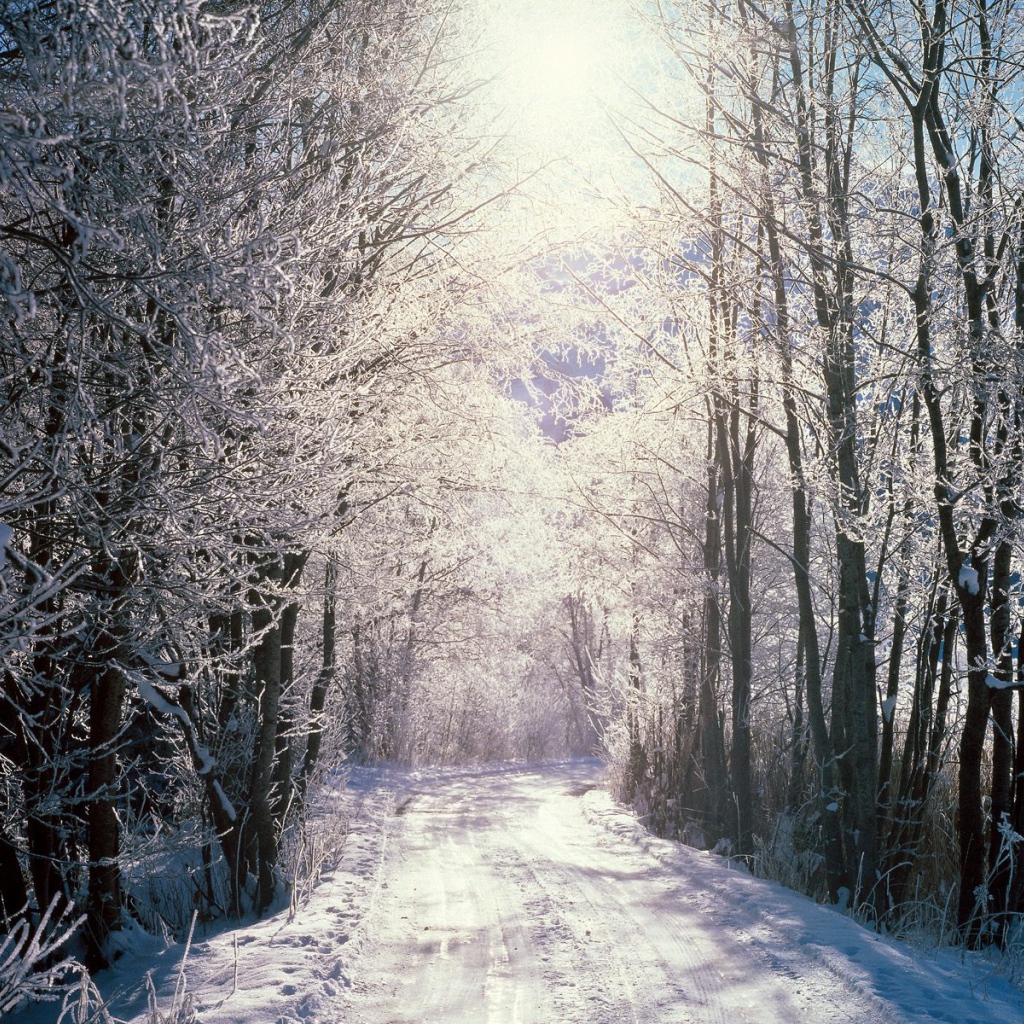 Снежный лес, Берн, Швейцария