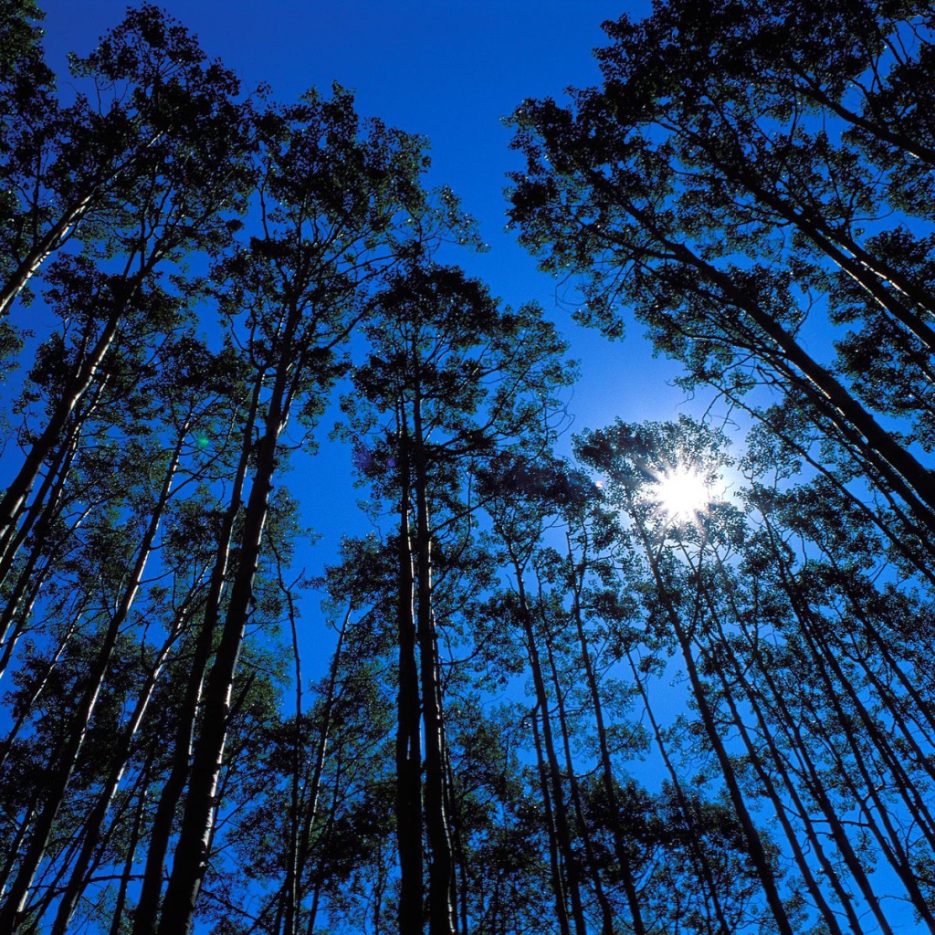 Дикая местность