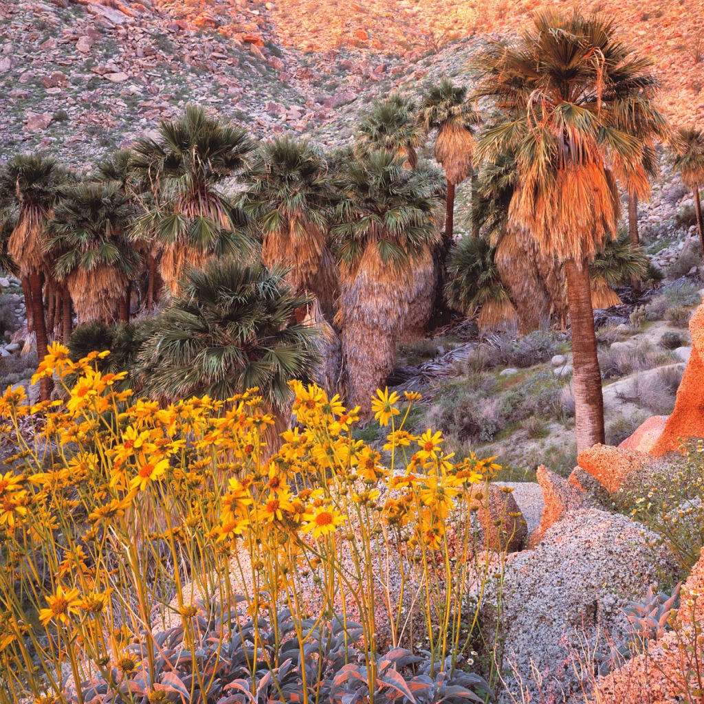 Brittebush в Восходе солнца США