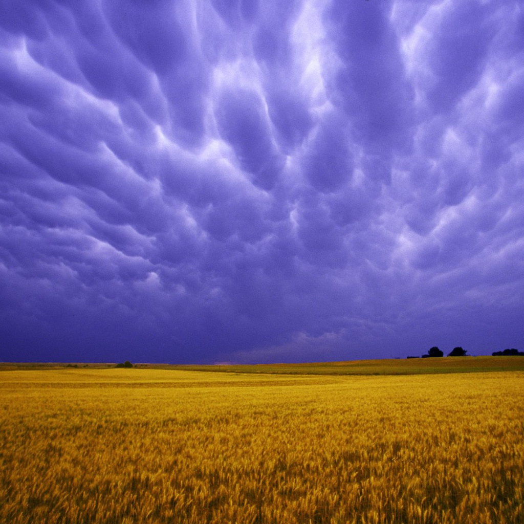 Поля Янтарных Зерен США