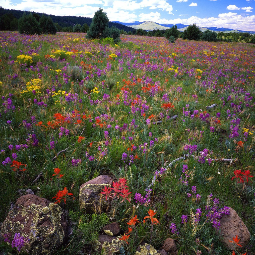 Область Локовид / Апачи-Ситгривс Национальный Лес / Аризона / США