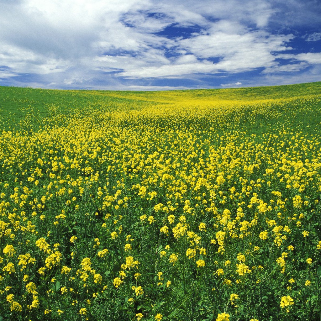 Область Горчицы