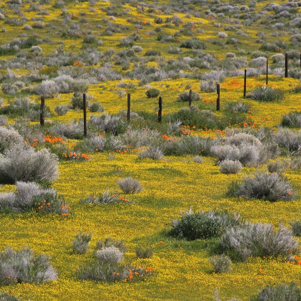 Золотые прииски, США