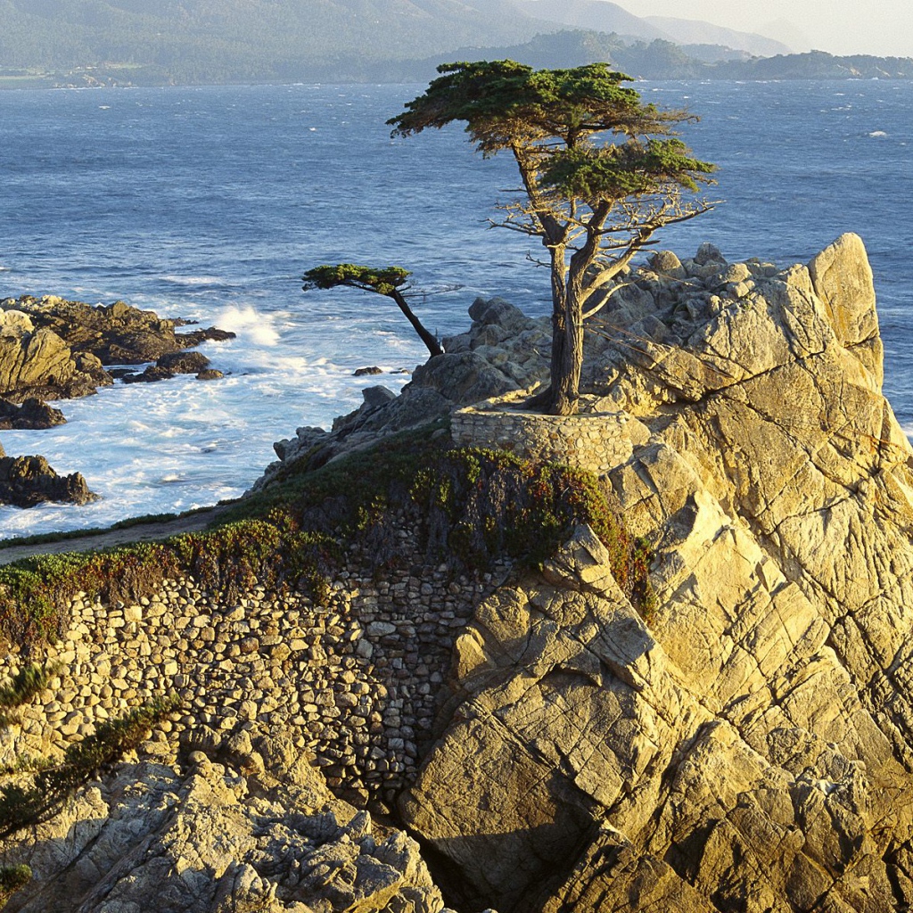 Кипарис Lono / Берег Гальки / Калифорния / США