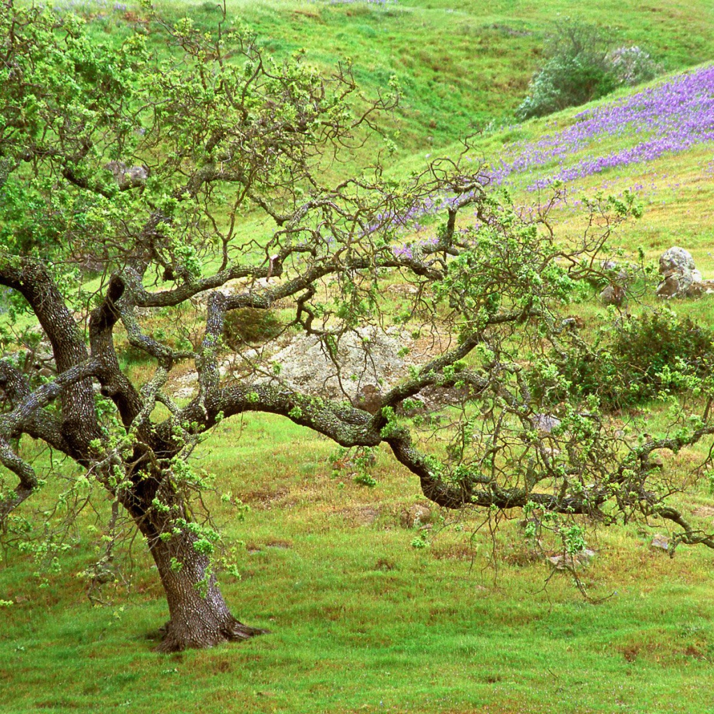 Дуб / Ручей Санта Розы / Калифорния / США