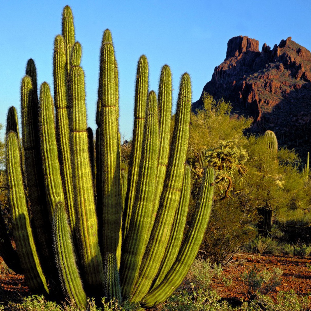 Кактус Труба Органа / Каньон Аламо / Аризона / США