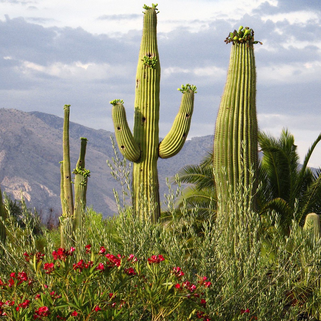 Saguaro Cacti , USA