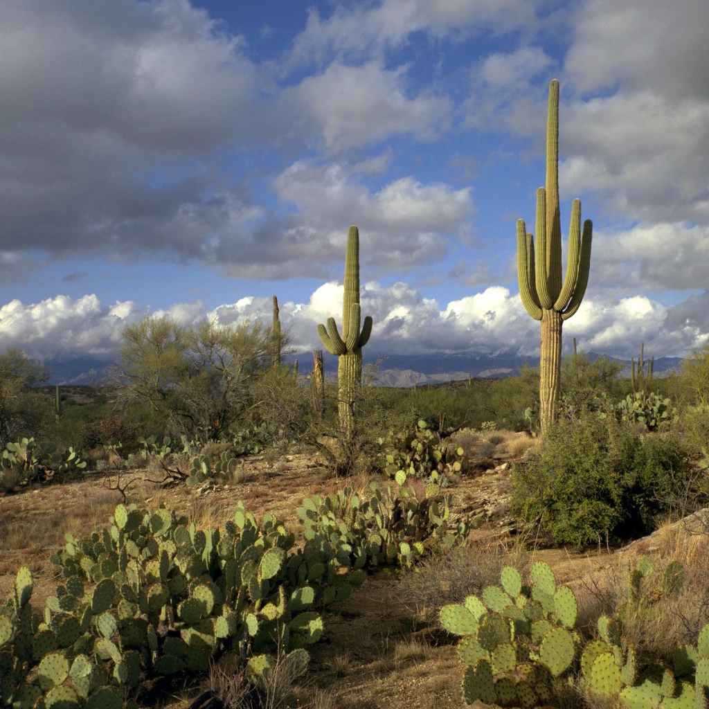 Сагуаро Национальный Парк / Аризона / США