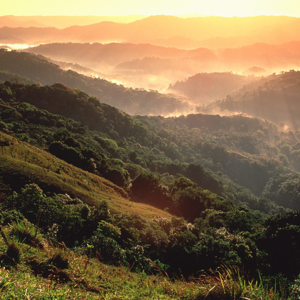 Тропический лес El Yunque