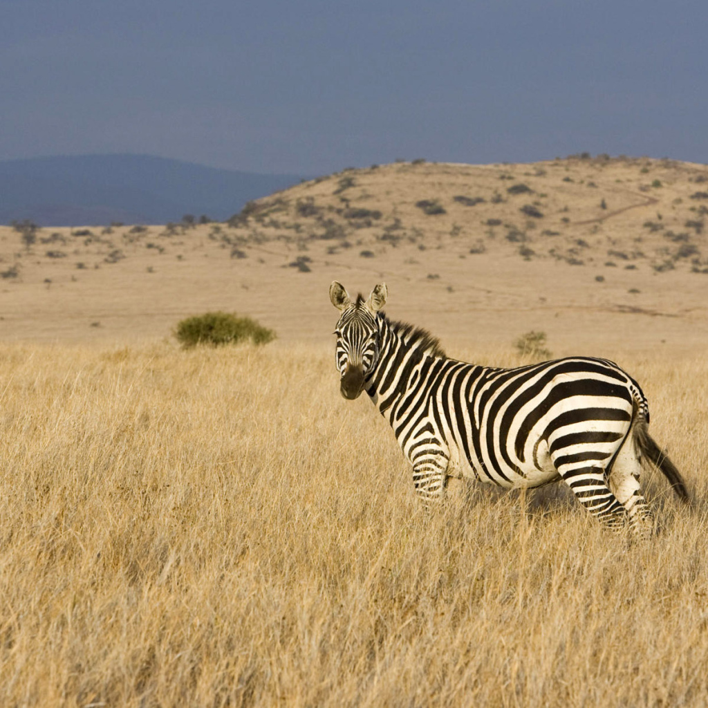 Африканская зебра