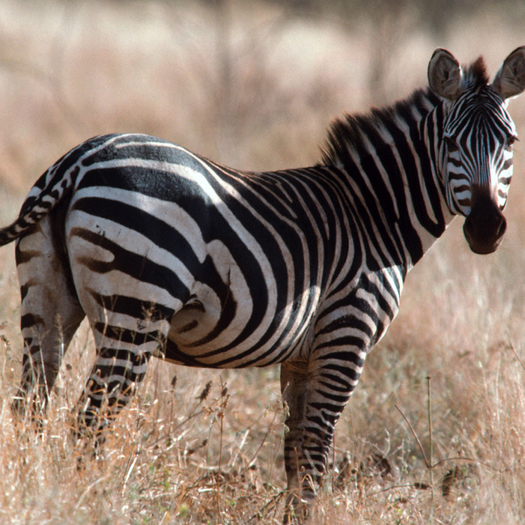 Африканская зебра