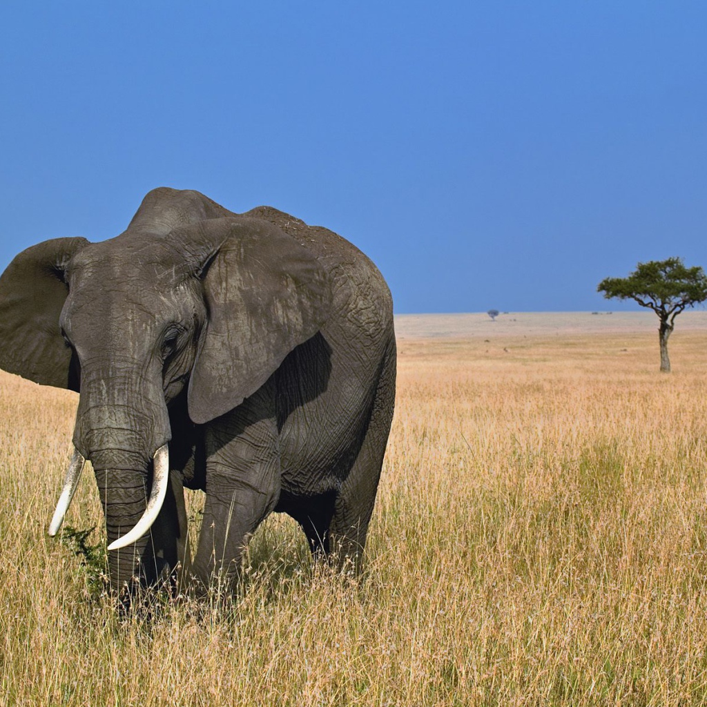Африканский слон