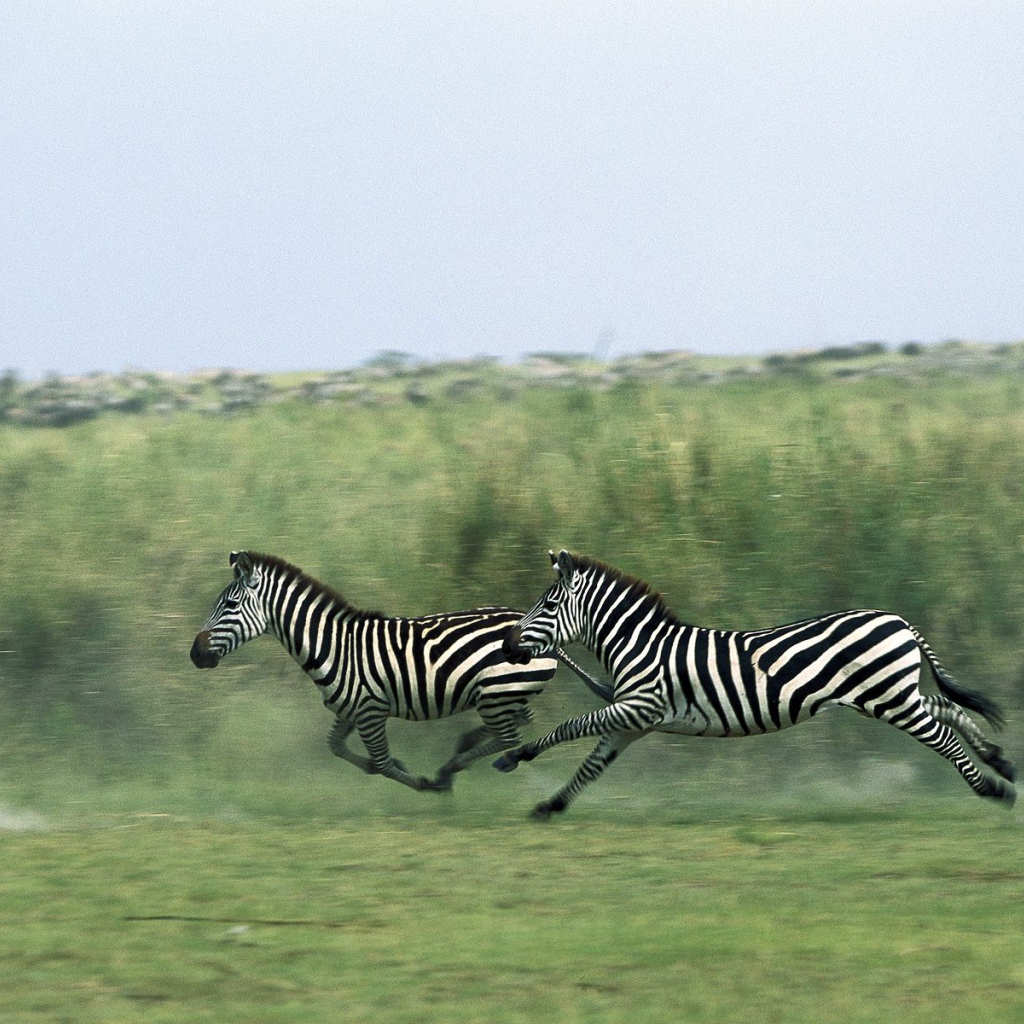 Полосатые зебры