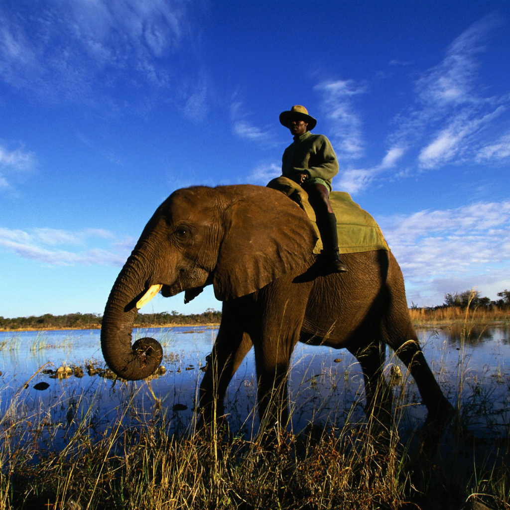 Африканский слон