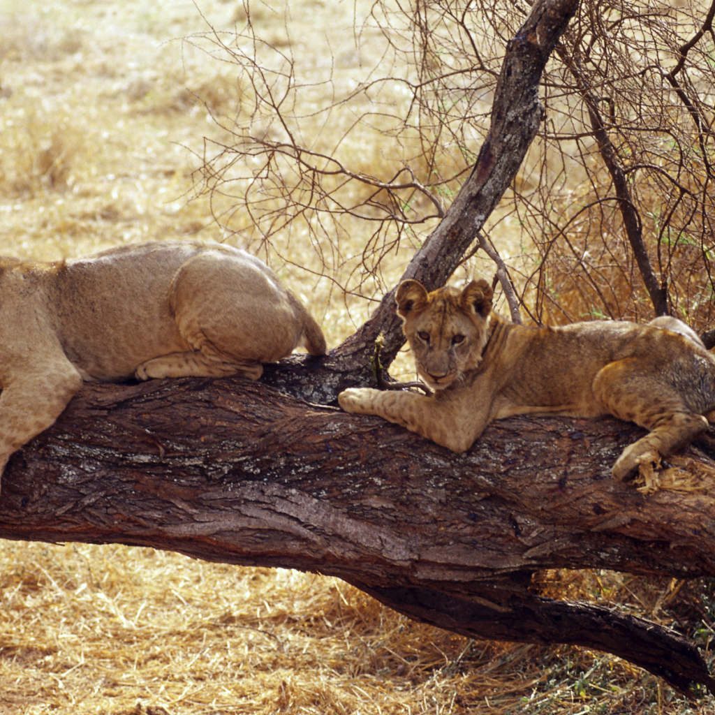 Африканские львицы