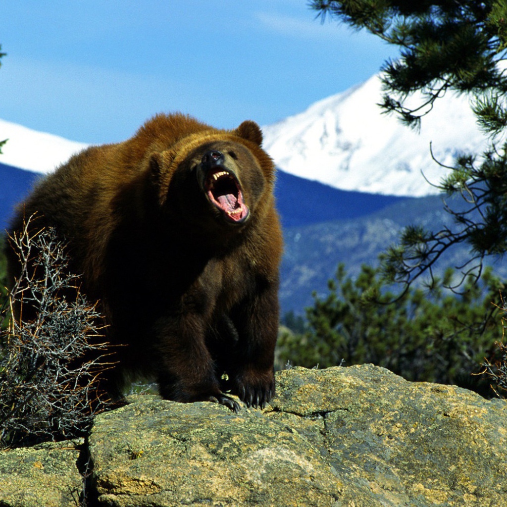 Злой медведь