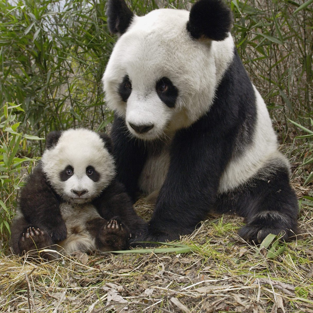 Большие панды