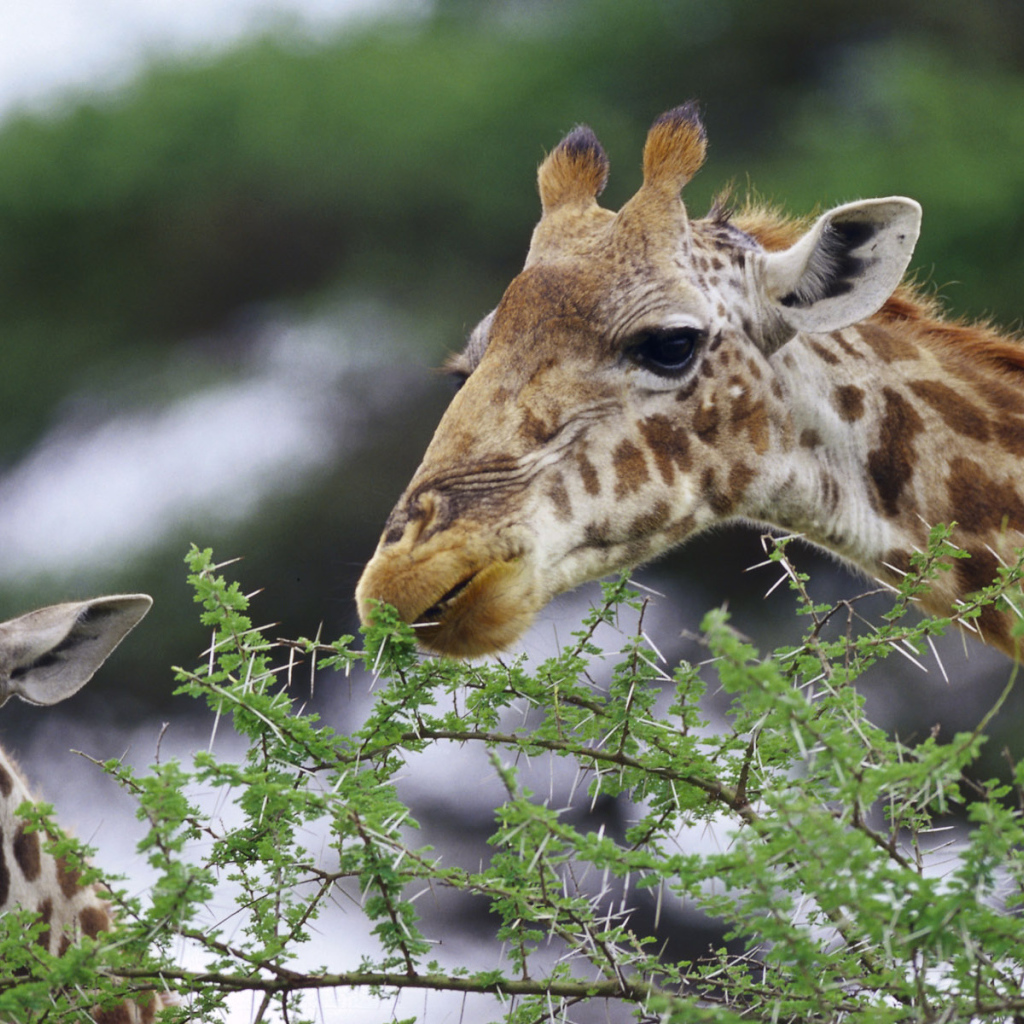 Смешные жирафы