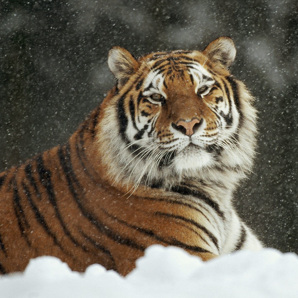 Важный тигр