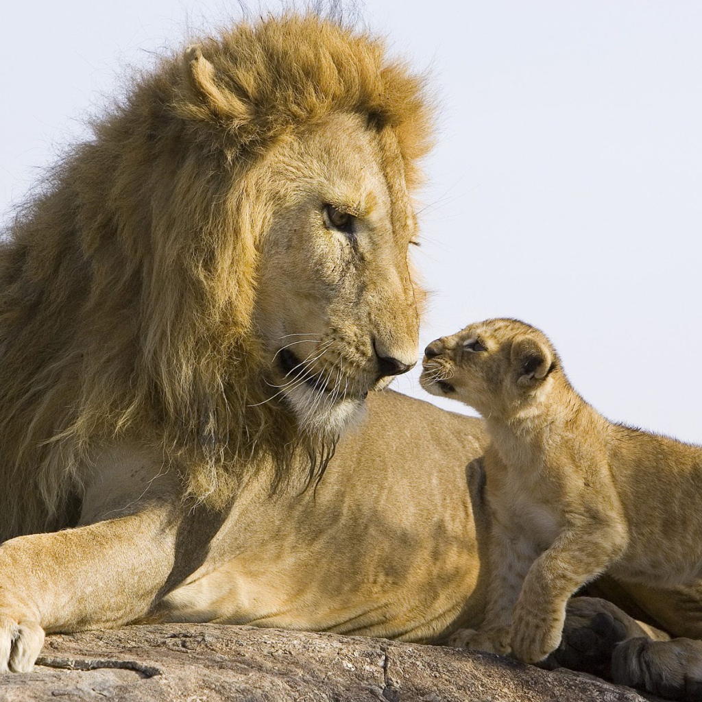 Лев и детеныш