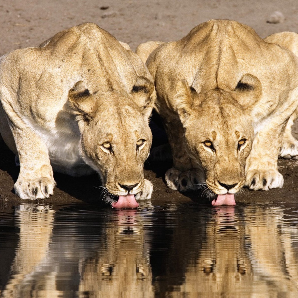 Львицы на водопое