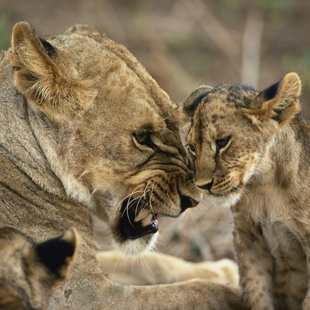 Львица с детенышами