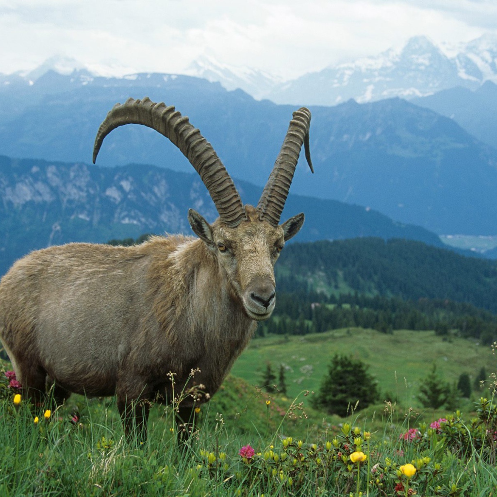 Горный козел