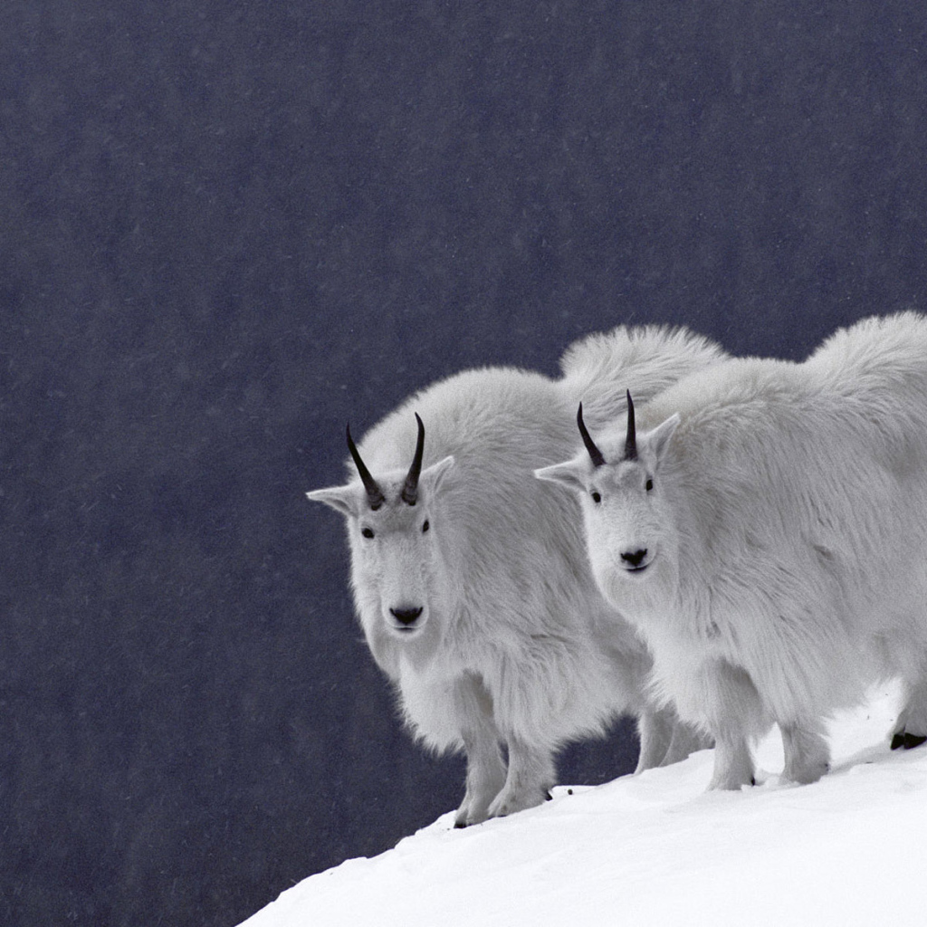Горные козлы