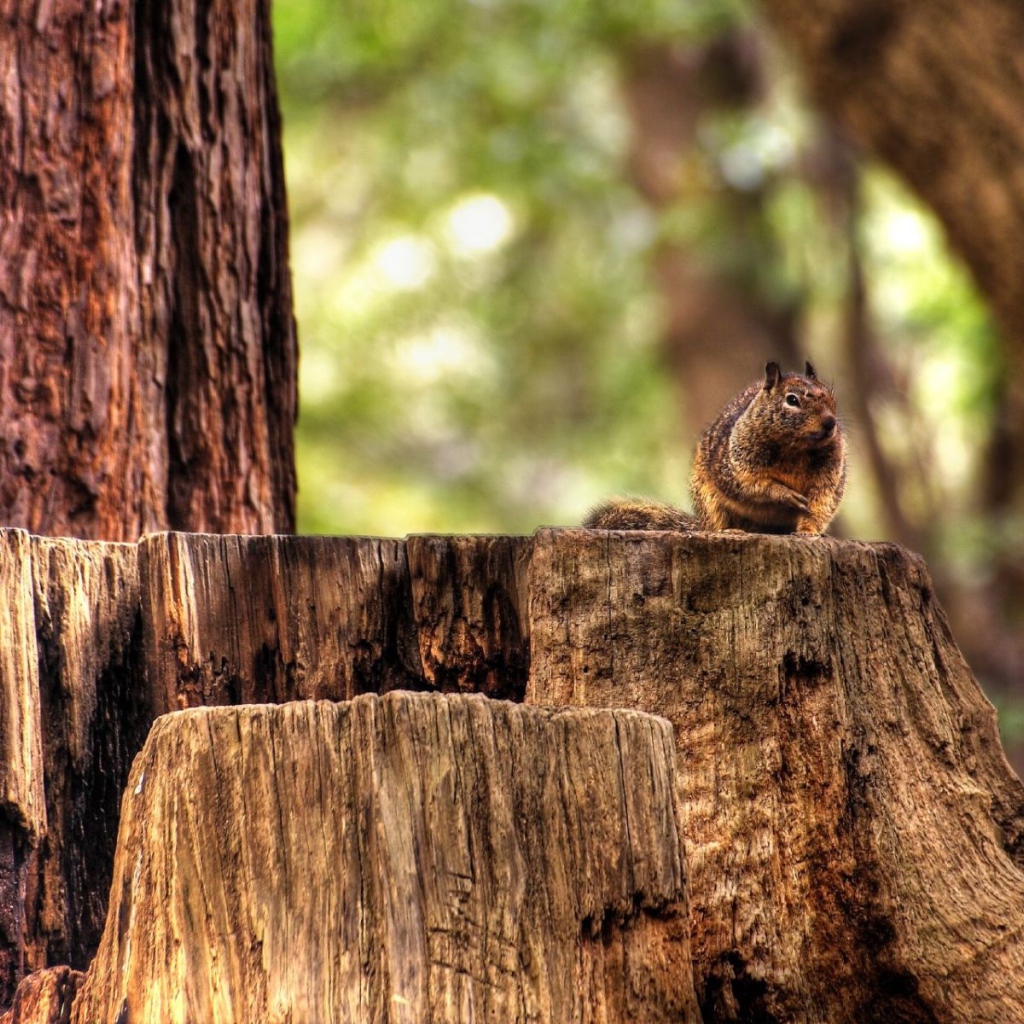 Белка на пеньке