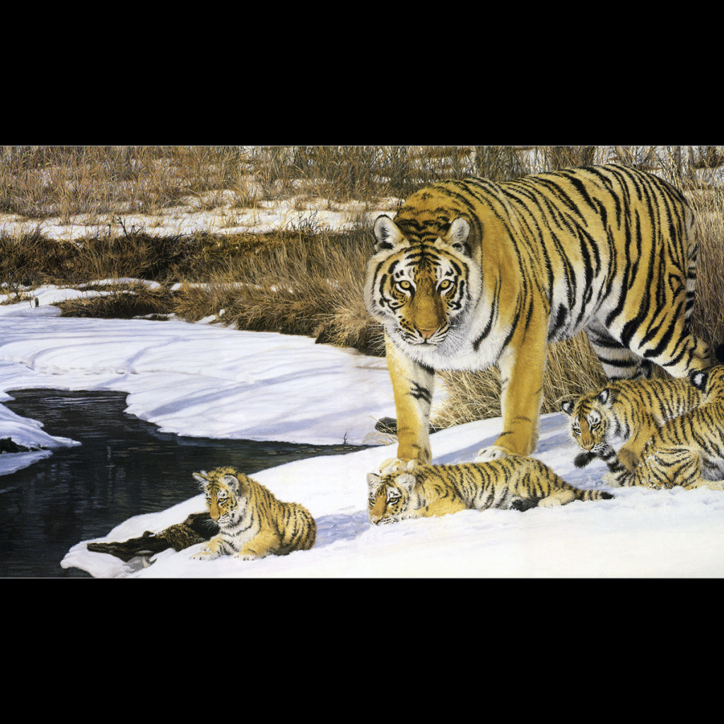 Полосатые тигры