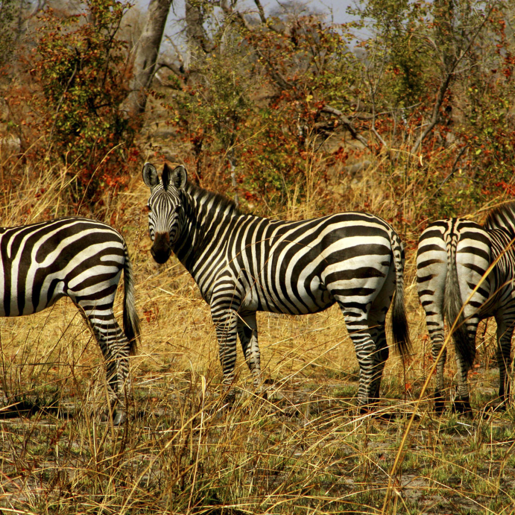 Семейство зебр
