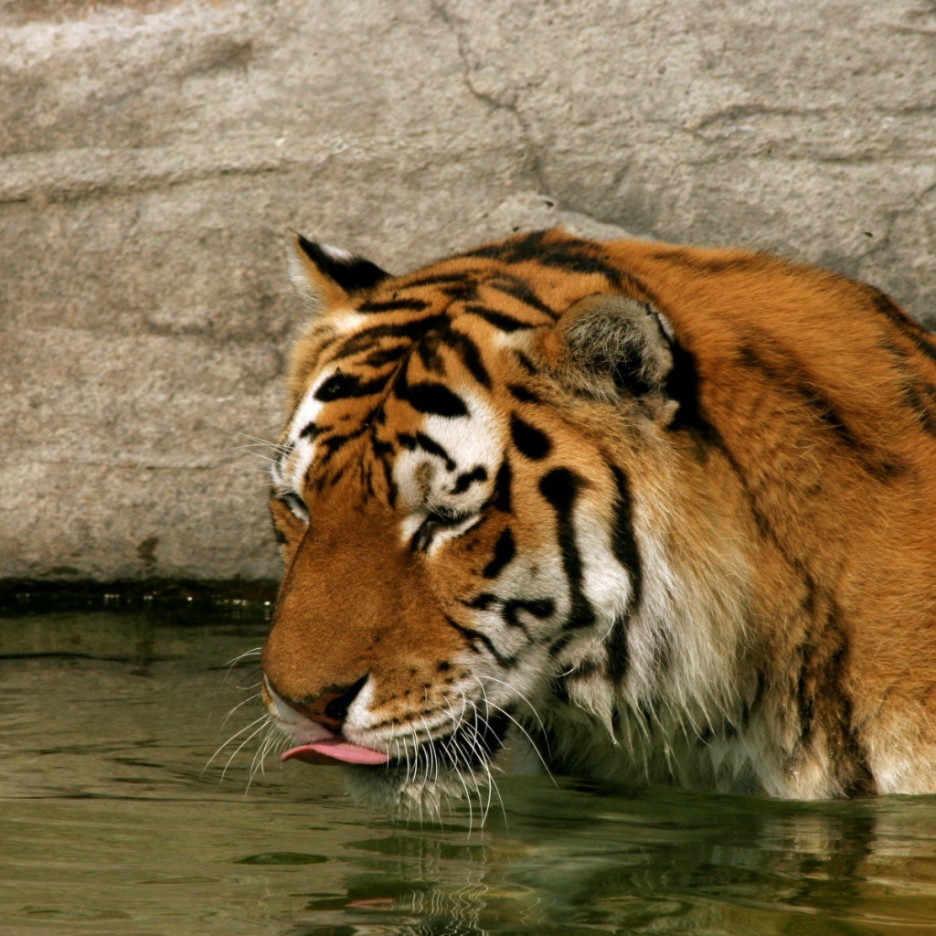 Тигр в воде